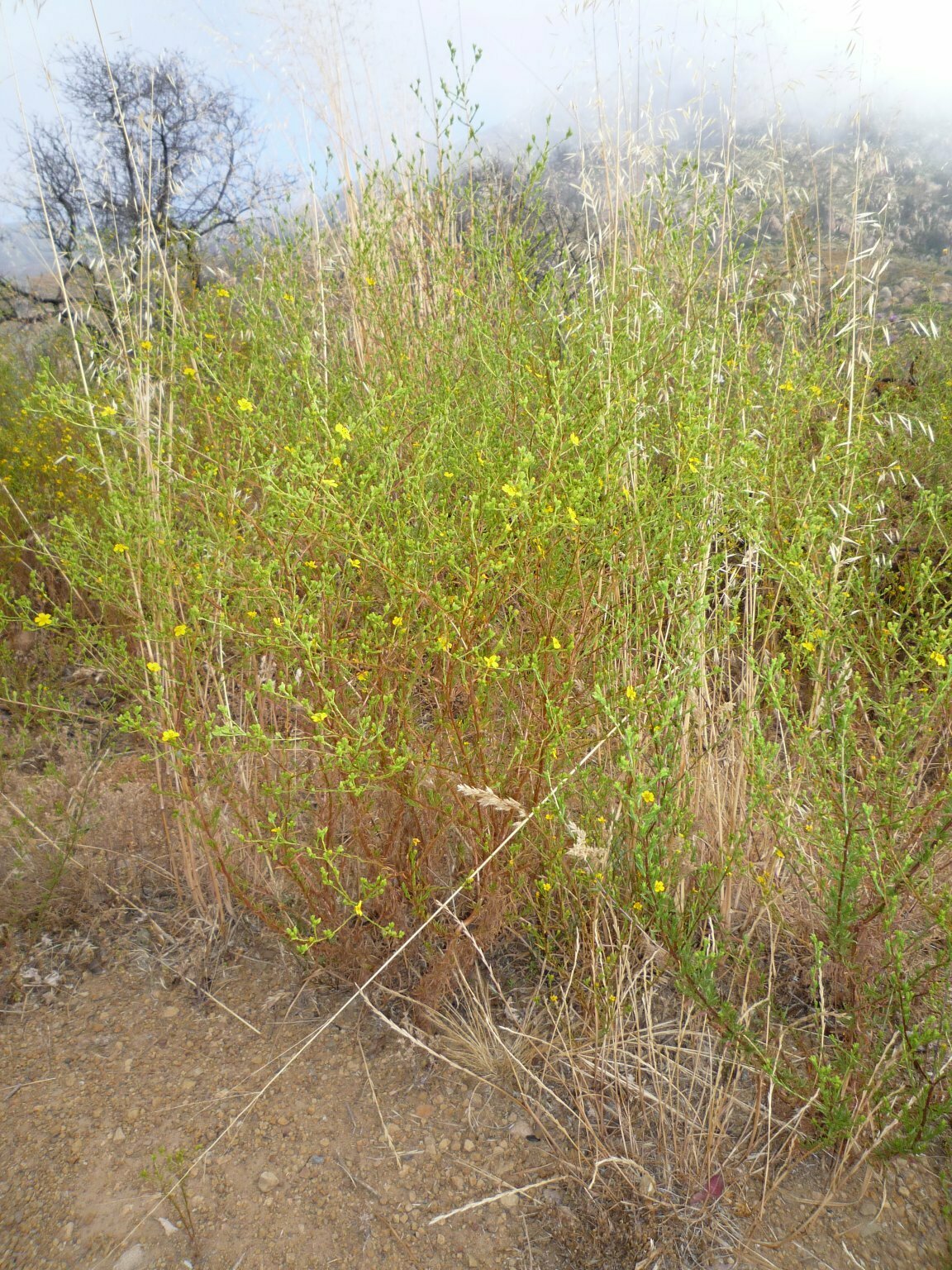 High Resolution Deinandra fasciculata Plant